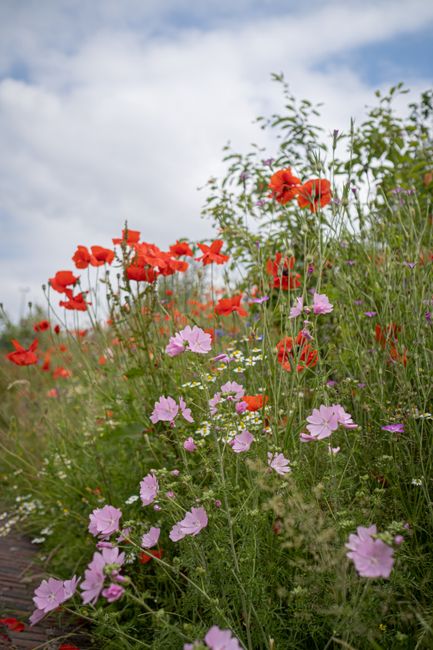 A vibrant wildflower meadow featuring bright red poppies and soft pink and purple wildflowers, with green foliage interspersed throughout. The flowers are growing densely on tall, slender stems, some