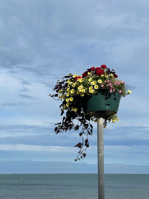 A hanging flower basket featuring a vibrant mix of yellow, pink, and deep red flowers with dark green and purple foliage, suspended from a tall metal pole against a backdrop of a partly cloudy sky and