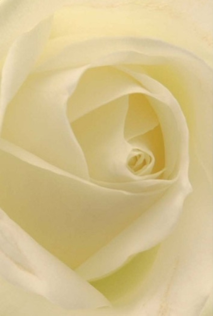 Viewed up close, this classic white rose offers an entrancing lesson in softness and balance: creamy whites and faint neutral hues blend seamlessly beneath gentle illumination, as if washed in the coastal light drifting over Thames Road. The petals layer delicately towards a flawless spiral core, each contour embodying the purposeful touch of Creekmouth Flowers-whether for a thoughtful apology, a romantic declaration by the waterside, or an elegant display for weddings in Barking Reach. The arrangement is a study in composure and grace-the fine shadows within each fold underscore the flower's resilience and purity. Subtle differences in shade and form elevate its quiet radiance, evoking not only refined beauty but also the unspoken emotions unique to Creekmouth's close-knit community. Its subtle scent, clean and serene, lingers softly and brings reassurance to life's significant moments.